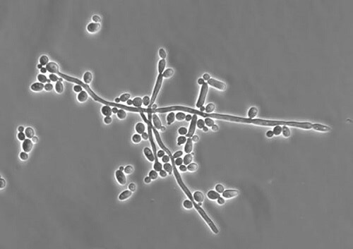 Vi nấm Candida